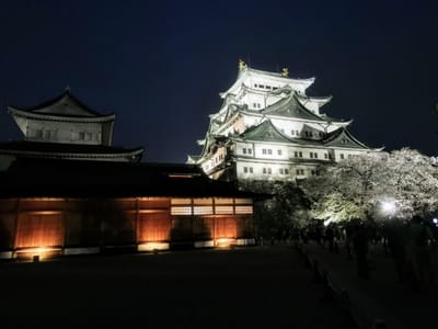 名古屋城夜桜ライトアップ✨🌸🏯