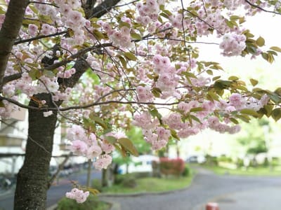 自宅近くの八重桜