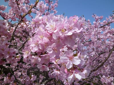 三好公園、河津桜８分咲きになりました