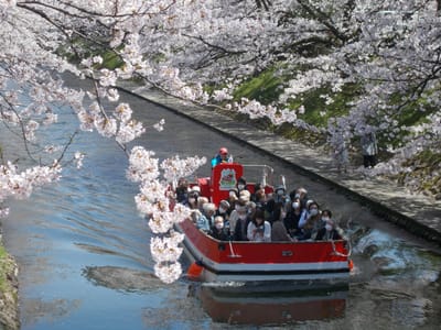 松川の桜と遊覧船