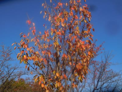 航空公園　若い桜の木の紅葉