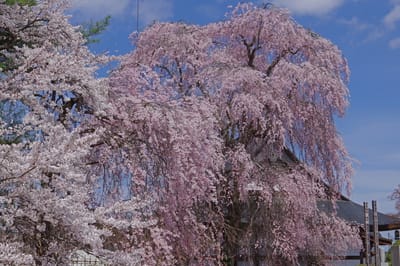 巨大な桜