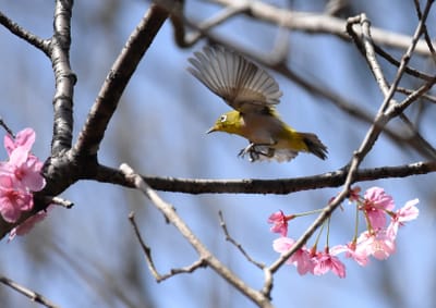 桜の花の中を飛ぶメジロ