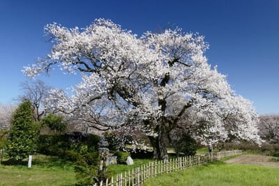 飯田市 石塚の桜 250年