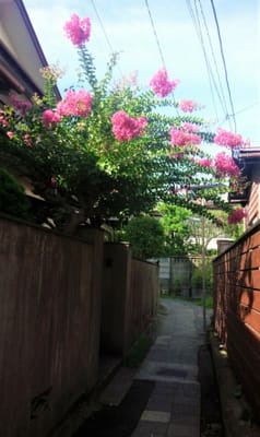 鎌倉の裏路地に「百日紅」が咲いていた