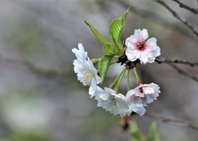 二度咲桜（十月桜）白花