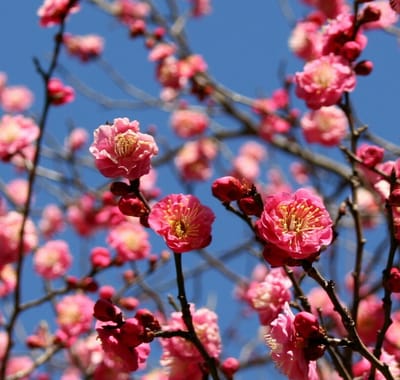 もうすぐ雪解け、北海道では梅と桜が同時に