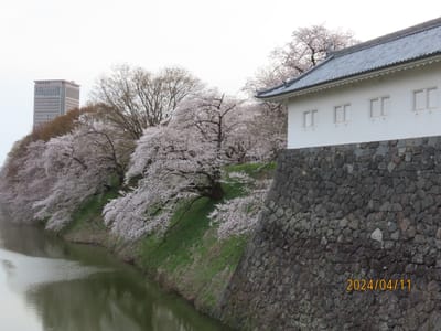 山形市　霞城公園の　桜