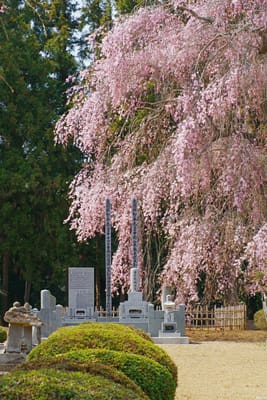 墓守桜