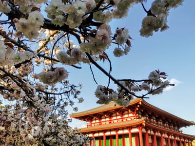 興福寺の八重桜①🌸