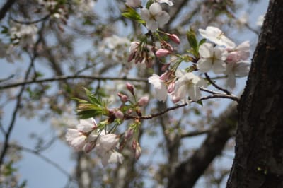 桜開花の春