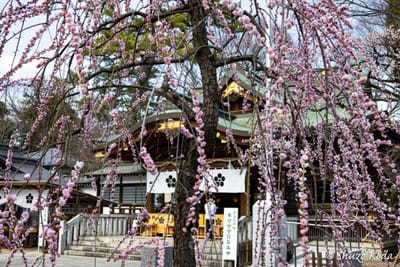 布多天神社の梅
