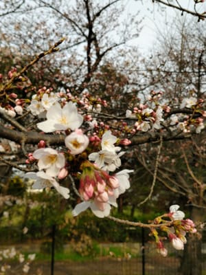 桜　🌸
