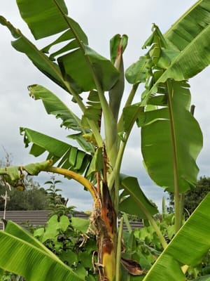 バナナの花芽