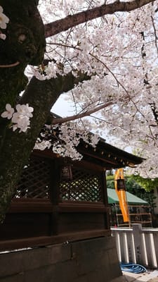 天満宮の桜