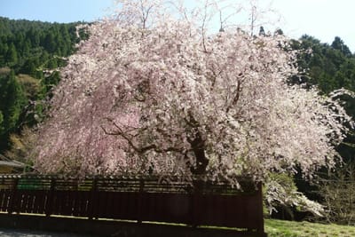 食み出す桜