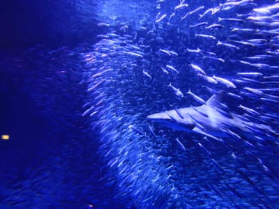 八景島　大水槽　イワシの中を突っ切るサメ