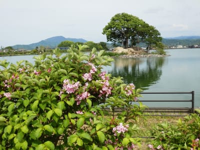 貴志川線沿いの散策ー平池緑地公園