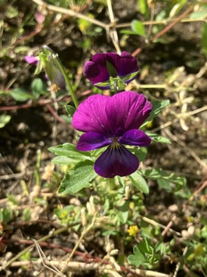 畑に生えた紫色のビオラ