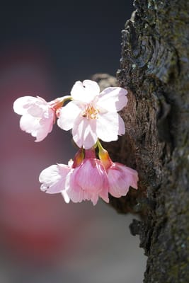 胴吹き桜
