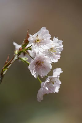 春月花