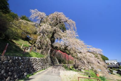 飯田市 くよとの枝垂れ桜 350年