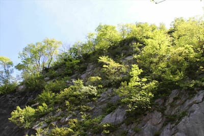小滝川ヒスイ峡2～新緑