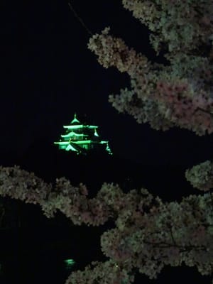 満開の桜にライトアップされて浮かぶ岡山城