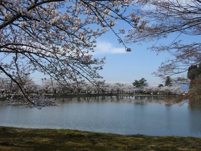 堂の前公園の桜