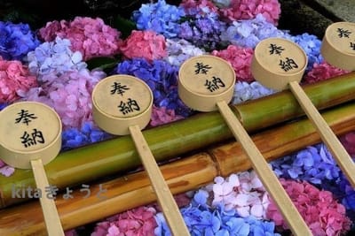 藤森神社の手水舎　紫陽花　2