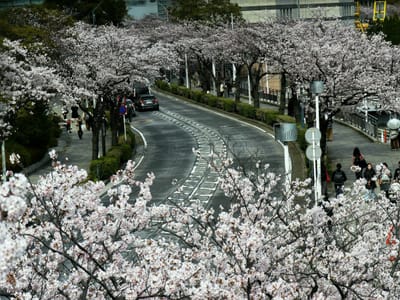 　　　　　🌸　みなとみらい さくら通りの桜　🌸