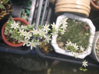 多肉植物球根植物　オーニソガラム　リトプソイデスの花
