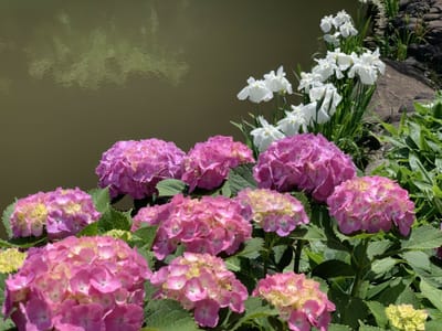 紫陽花と花菖蒲の共演