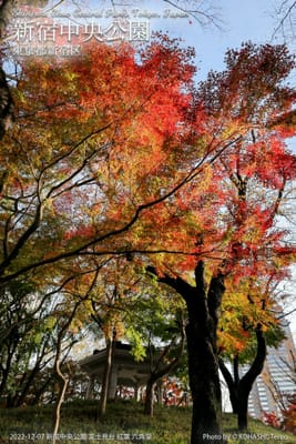 新宿中央公園の秋