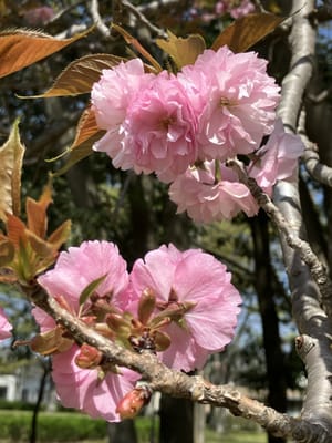 咲き始めた八重桜