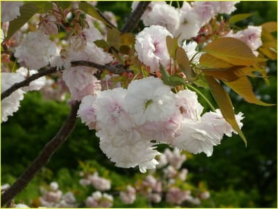 近69　　　　　　(780)里桜、一葉ｲﾁﾖｳ
