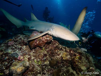 モルジブのNurse shark 1
