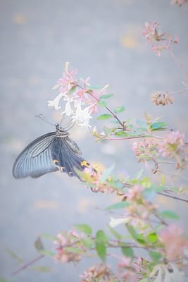 夢と蝶