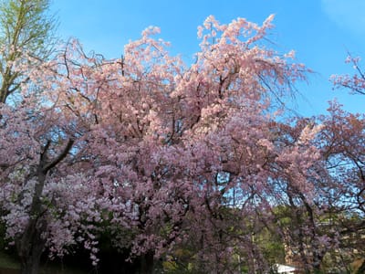 如意谷の桜