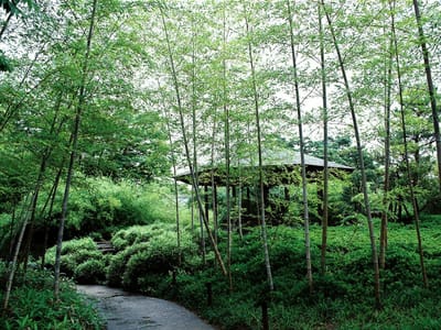 姫路城西の丸にある日本庭園好古園の竹林でっせ～(^^♪