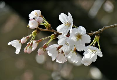 　　　　　桜　　🌸　　さくら　　<散歩道>