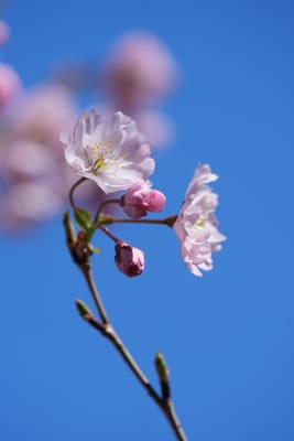 春月花（しゅんげつか）