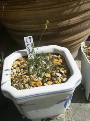 ユラユラの揺れる蕾世界最小級の多肉球根観葉観賞植物　オーニソガラム　