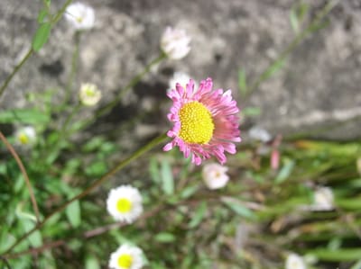 エリゲロンの白→ピンク色で満開の花