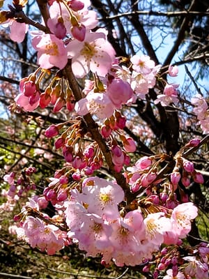 　　　　🌸　春を呼ぶ早咲き「春めき桜」　🌸