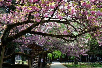 茂林寺の八重桜