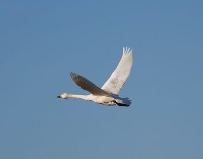 白鳥の飛来　