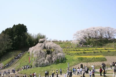三春の滝桜　　1000年知る事実