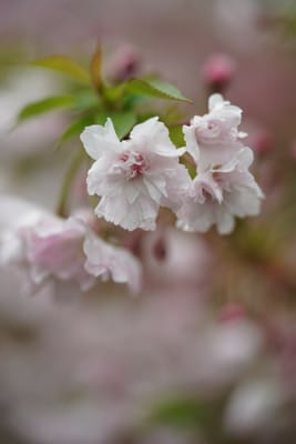 富士桜（ふじざくら）