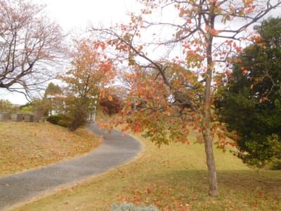 昭和記念公園　柿の木がある風景